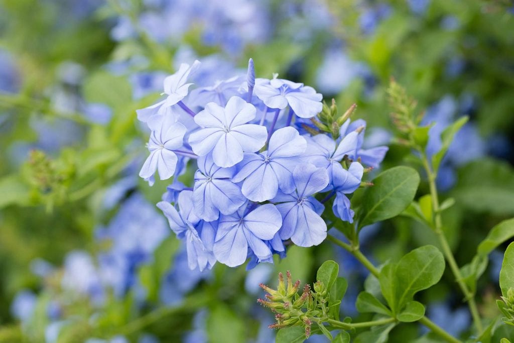 Are plumbago poisonous to fashion dogs